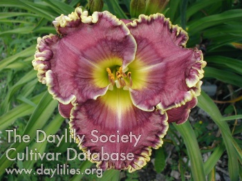Daylily Mystery of the Ages